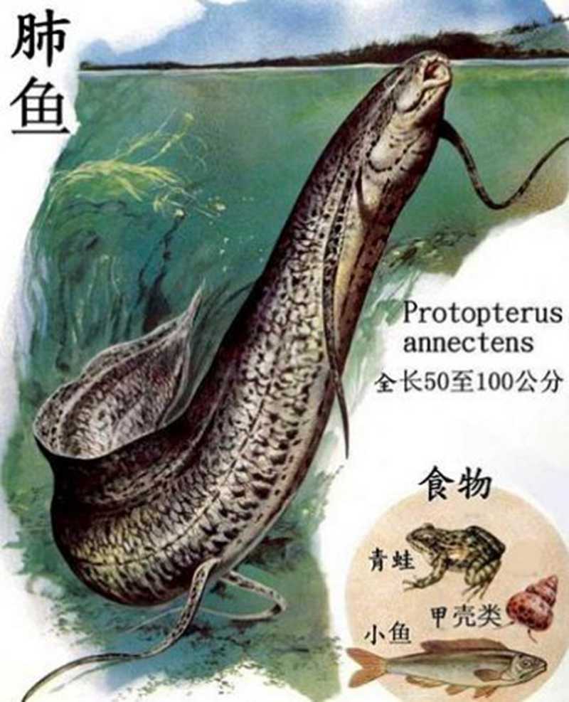 原生觀賞魚圖鑒（二） - 青鳉玩家