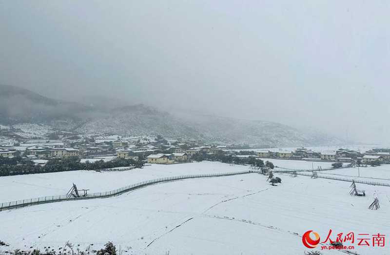 云南香格里拉：“夏”雪映杜鵑 風(fēng)景美如畫