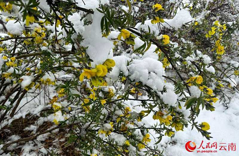 云南香格里拉：“夏”雪映杜鵑 風(fēng)景美如畫