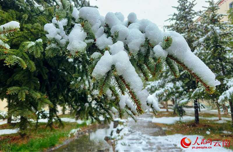 云南香格里拉：“夏”雪映杜鵑 風(fēng)景美如畫