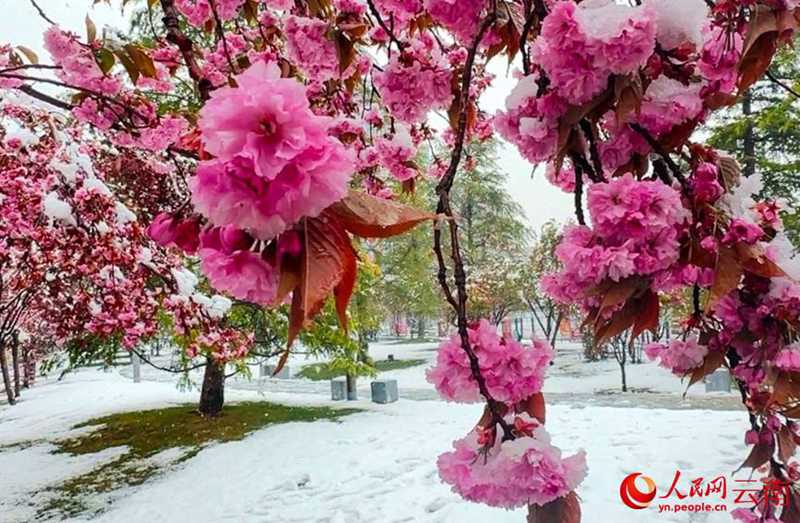 云南香格里拉：“夏”雪映杜鵑 風(fēng)景美如畫