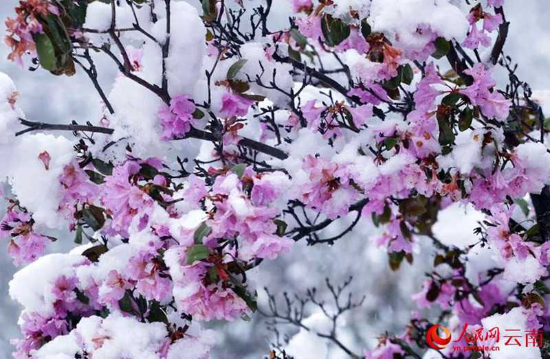 云南香格里拉：“夏”雪映杜鵑 風(fēng)景美如畫