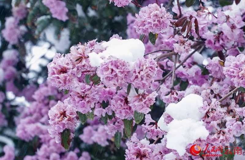 云南香格里拉：“夏”雪映杜鵑 風(fēng)景美如畫