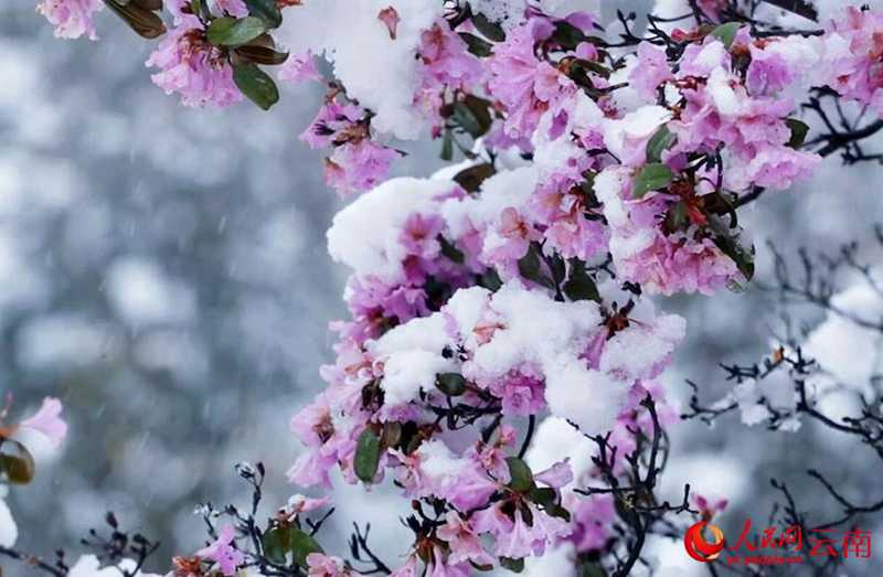 云南香格里拉：“夏”雪映杜鵑 風(fēng)景美如畫
