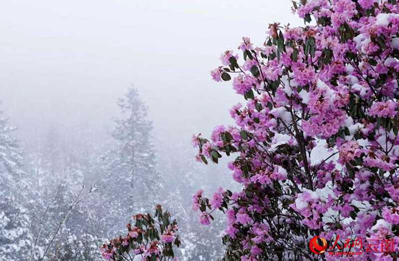 云南香格里拉：“夏”雪映杜鵑 風(fēng)景美如畫