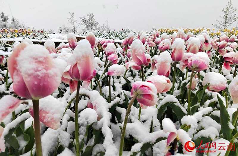 云南香格里拉：“夏”雪映杜鵑 風(fēng)景美如畫