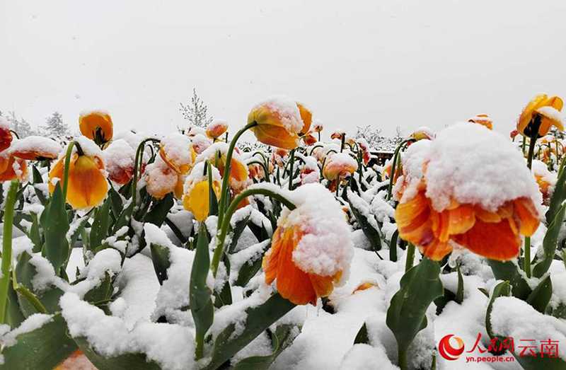 云南香格里拉：“夏”雪映杜鵑 風(fēng)景美如畫