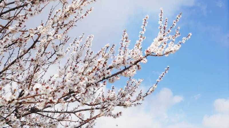 中年時(shí)看開 梅花.jpg