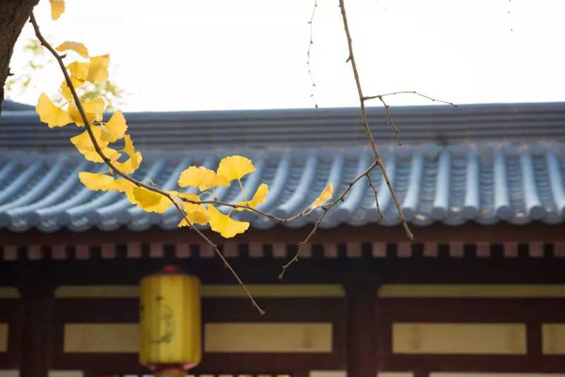 老年時(shí)看淡.jpg
