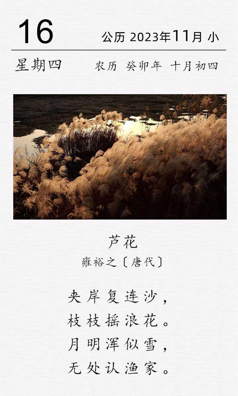 雍裕之《蘆花》.jpg 雍裕之《蘆花》.jpg