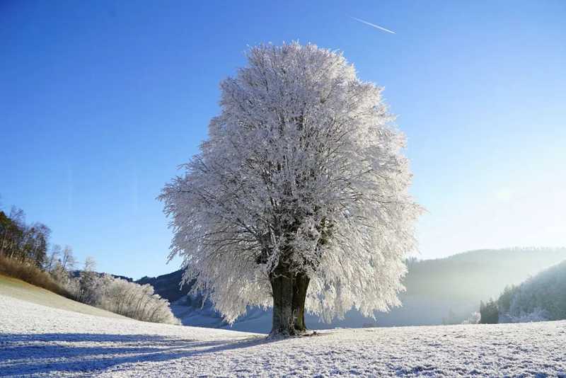 酒中情，雪中夢(mèng)。.jpg