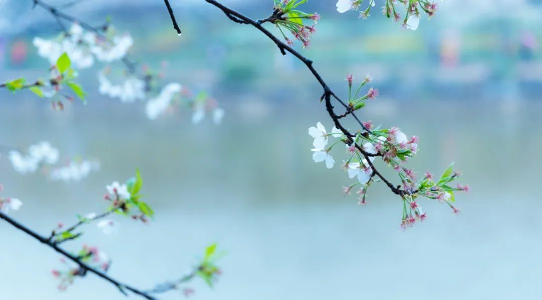 兩情若是久長時，又豈在朝朝暮暮.jpg