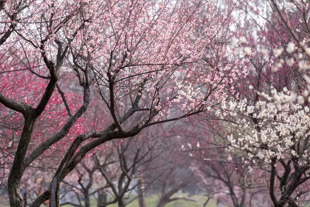 時光匆匆，花開花落.jpg