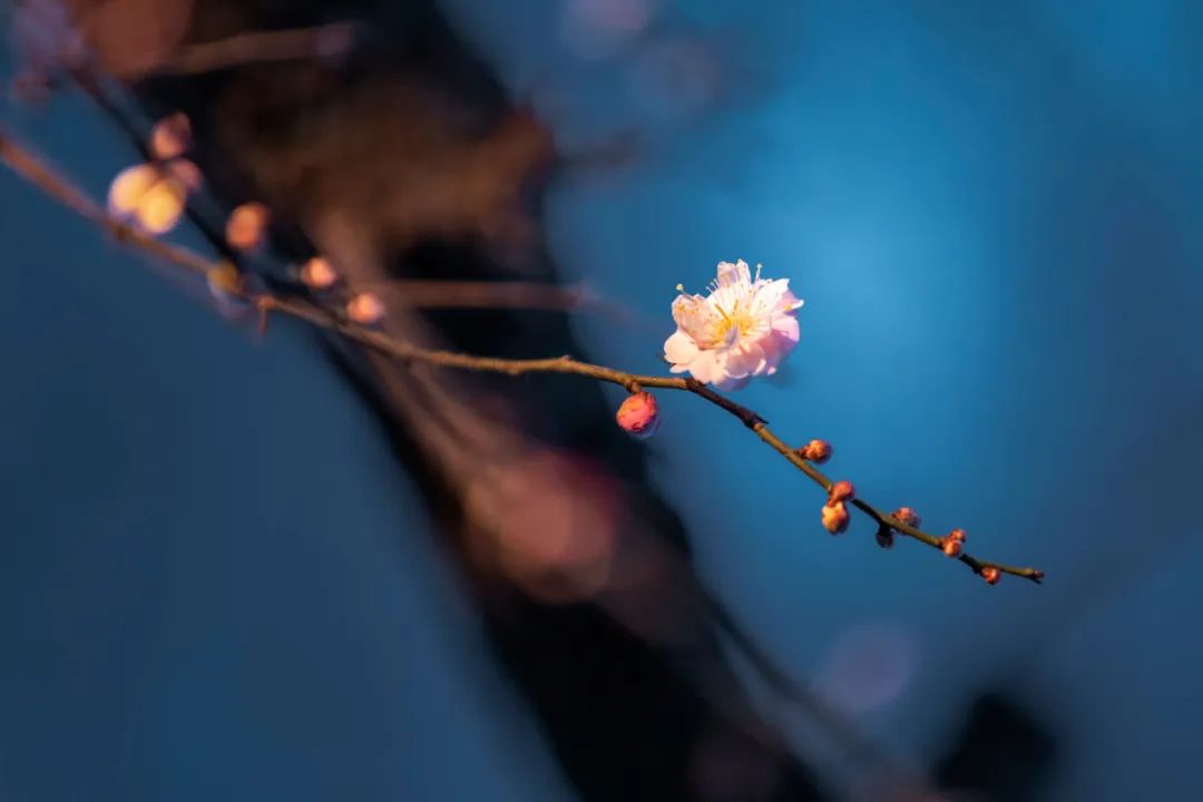 疏影黃昏，香滿東風月一痕.jpg