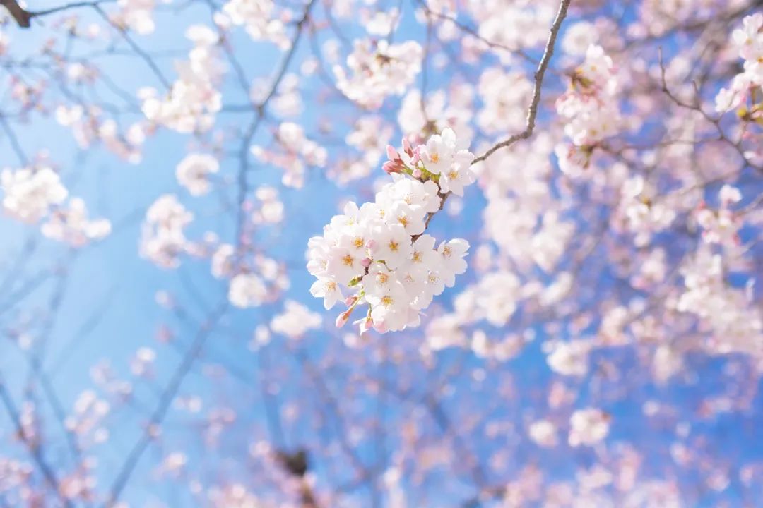 春日之時，忙著賞春.jpg