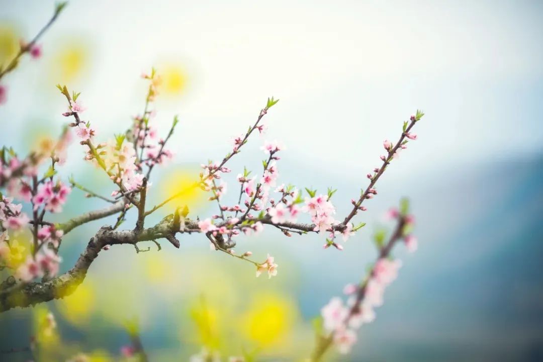 花開不同賞，花落不同悲。.jpg