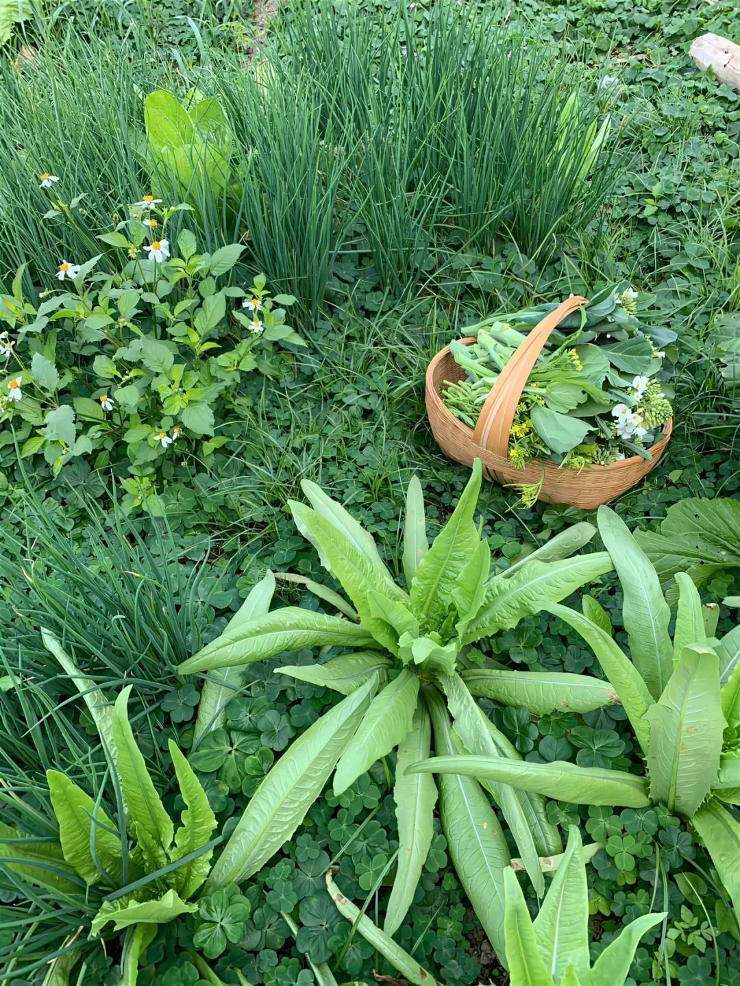 蒼耳林中太白過，鹿門山下德公回.jpg