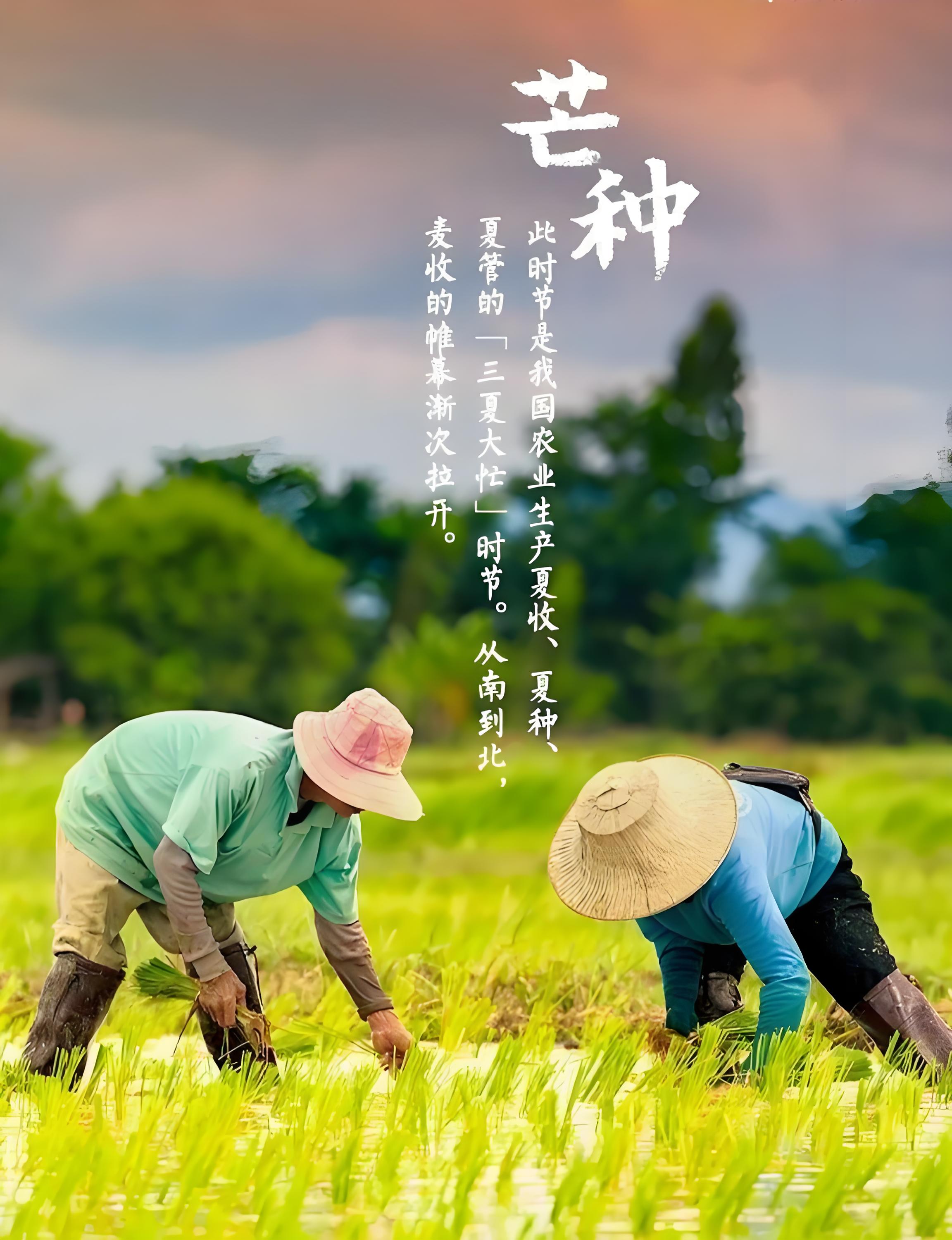 芒種忙，麥上場(chǎng).jpg