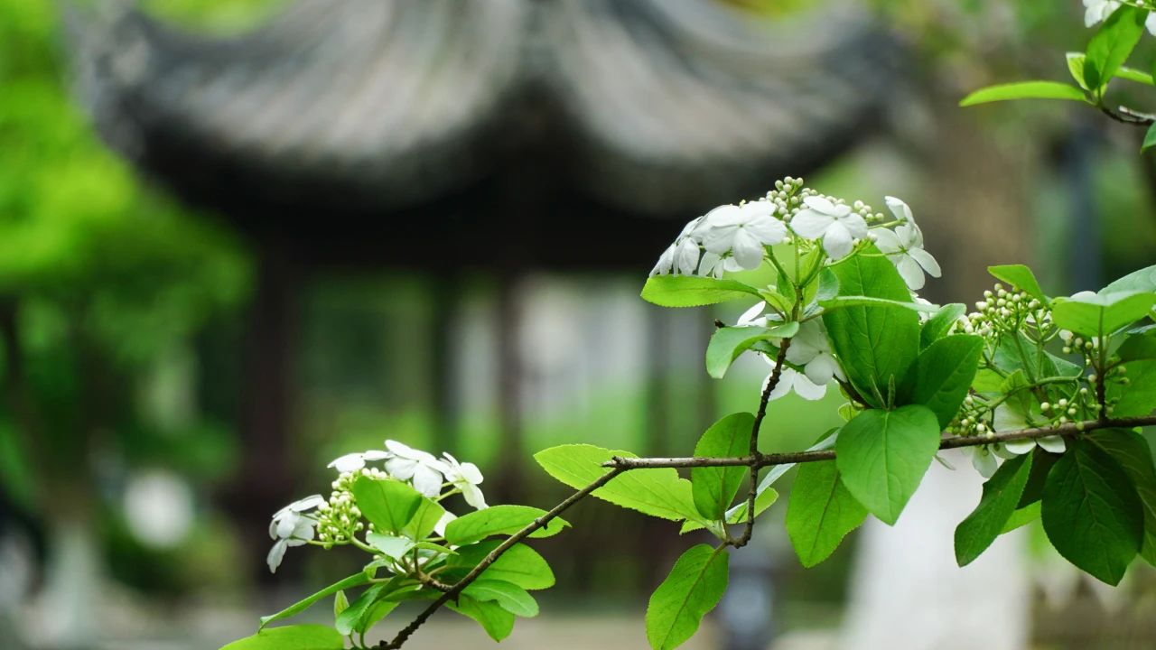夏天，有一個(gè)院子1.jpg