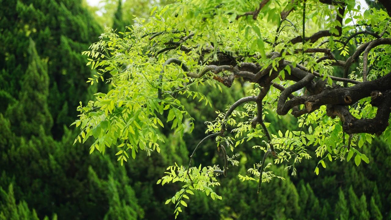 夏天，有一個(gè)院子3.jpg