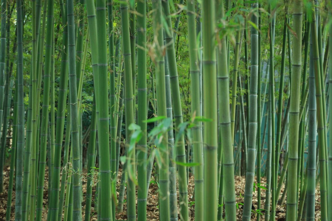 夏風(fēng)中，有“獨(dú)屬于夏日”的生氣3.jpg