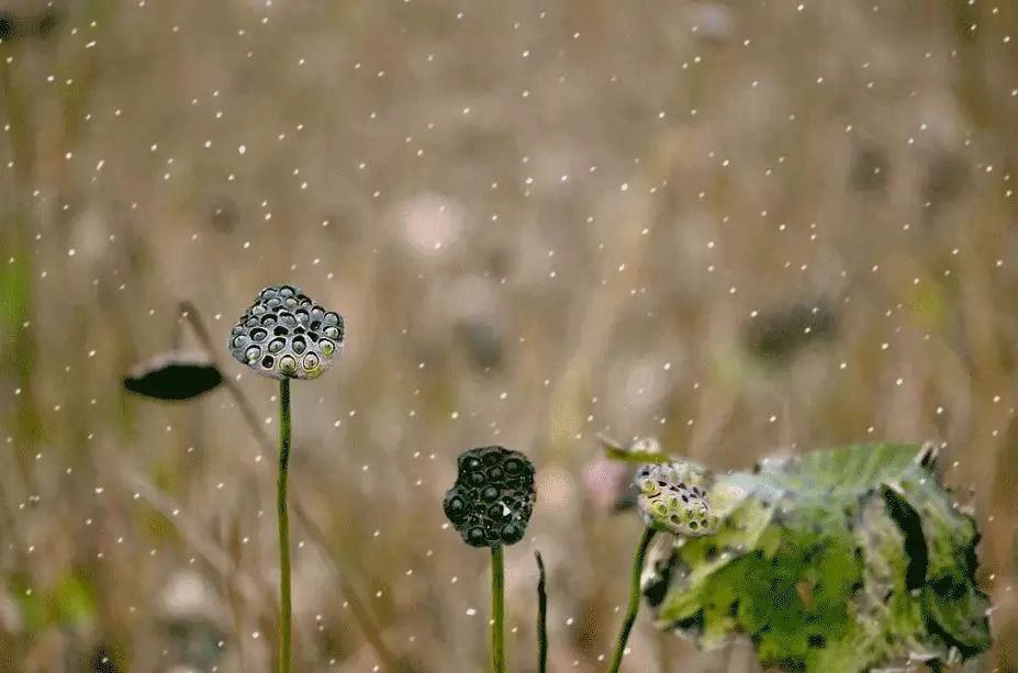 荷盡已無(wú)擎雨蓋，.jpg