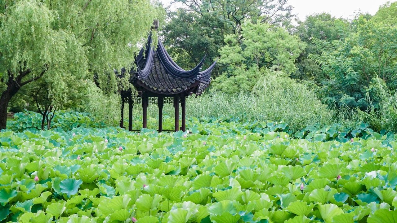 夏風(fēng)中，有“獨(dú)屬于夏日”的生氣2.jpg