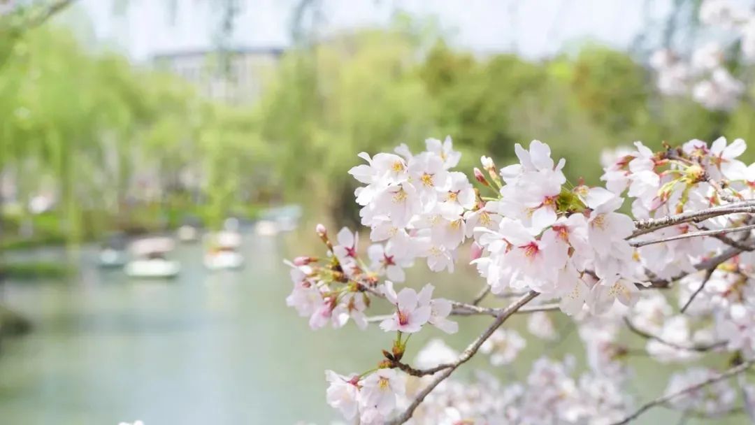 渡水復(fù)渡水，看花還看花。1.jpg